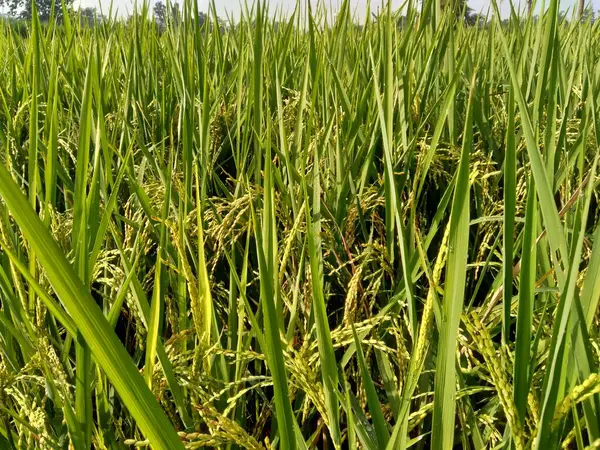 Close Rice Natural Background — Stock Photo, Image