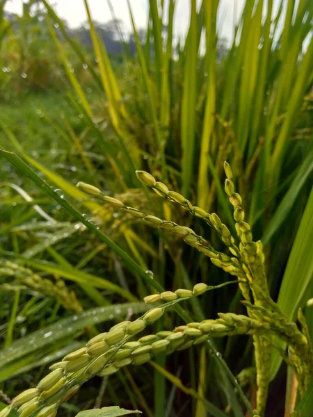 Close Rice Natural Background — Stock Photo, Image