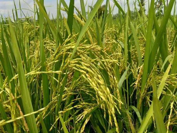 Close Rice Natural Background — Stock Photo, Image