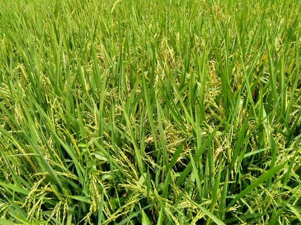 Close Rice Natural Background — Stock Photo, Image