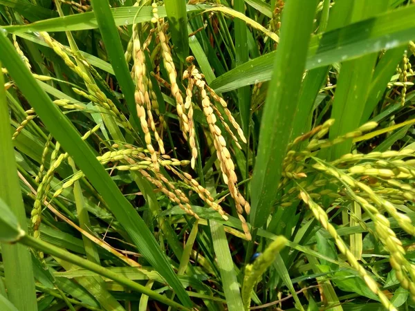 Close Rice Natural Background — Stock Photo, Image