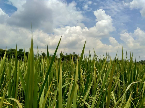 Doğal Arkaplanı Olan Pirinci Kapat — Stok fotoğraf