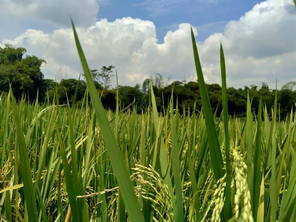 Närbild Ris Med Naturlig Bakgrund — Stockfoto