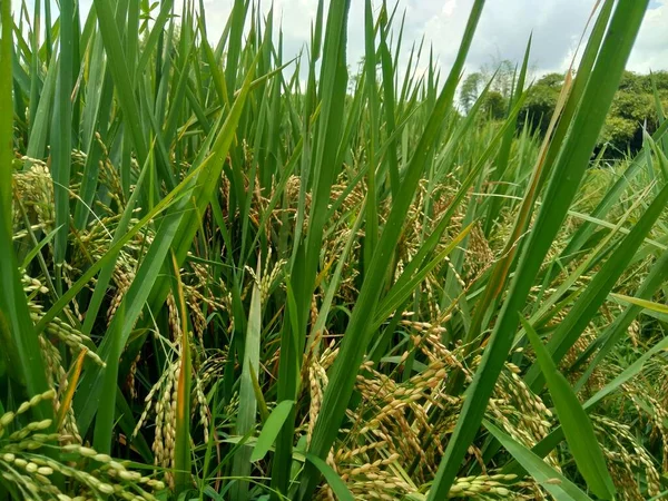 Close Rice Natural Background — Stock Photo, Image