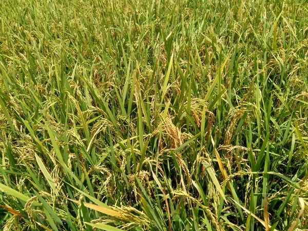 Close Rice Natural Background — Stock Photo, Image