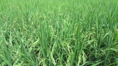 Doğal arkaplanı olan pirinci kapat.