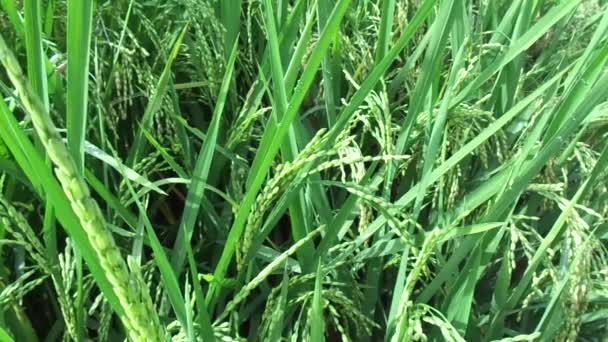 具有自然背景的水稻特写 — 图库视频影像