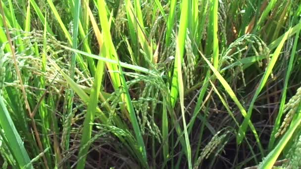 Primer Plano Arroz Con Fondo Natural — Vídeo de stock