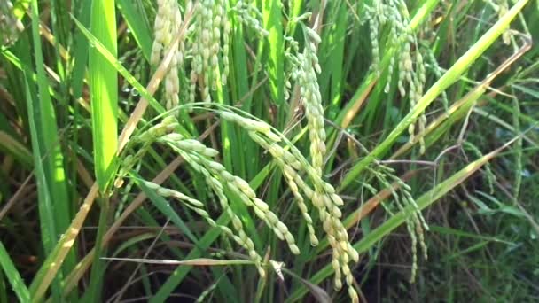 Close Arroz Com Fundo Natural — Vídeo de Stock