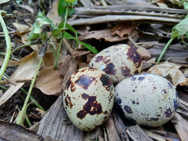 自然を背景に卵をウズラ 自然界では ウズラの最大卵は3個だけです — ストック写真