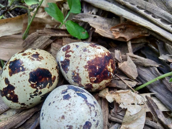 自然を背景に卵をウズラ 自然界では ウズラの最大卵は3個だけです — ストック写真