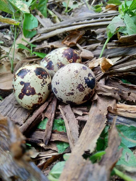 自然を背景に卵をウズラ 自然界では ウズラの最大卵は3個だけです — ストック写真