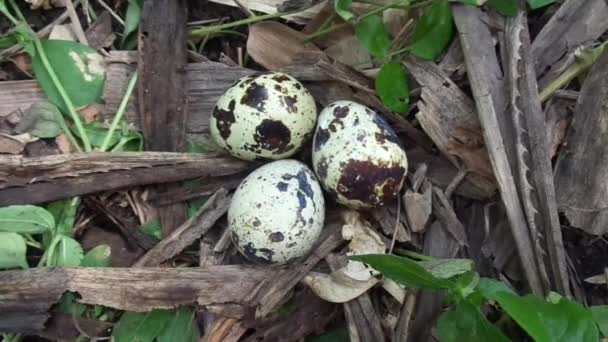 Wachteleier Der Natur Mit Natürlichem Hintergrund Der Natur Hat Wachtel — Stockvideo