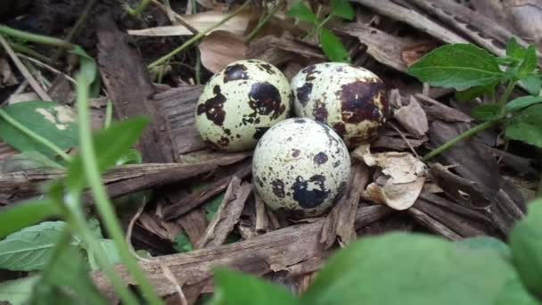 Kwarteleieren Natuur Met Een Natuurlijke Achtergrond Natuur Kwartel Maximum Heeft — Stockvideo