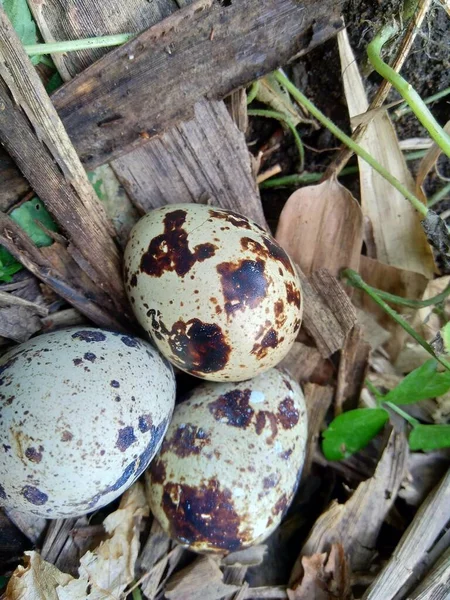 Huevos Codorniz Naturaleza Con Fondo Natural Naturaleza Codorniz Máxima Solo — Foto de Stock