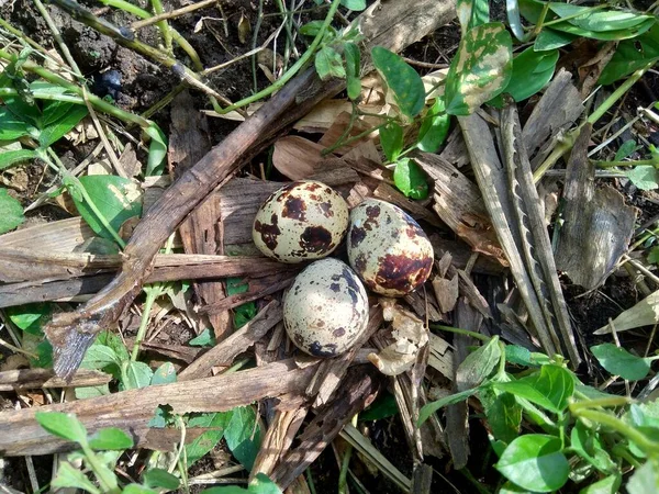 Kwarteleieren Natuur Met Een Natuurlijke Achtergrond Natuur Kwartel Maximum Heeft — Stockfoto