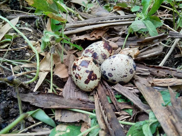 Kwarteleieren Natuur Met Een Natuurlijke Achtergrond Natuur Kwartel Maximum Heeft — Stockfoto