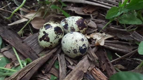 Uova Quaglia Sulla Natura Con Uno Sfondo Naturale Natura Quaglia — Video Stock