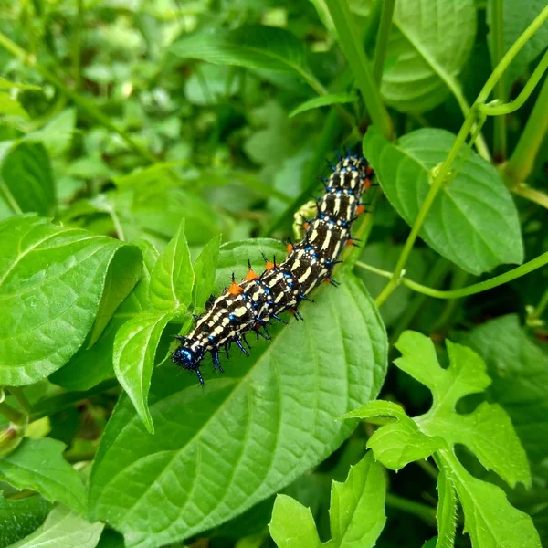 Chenille Exotique Avec Fond Naturel — Photo