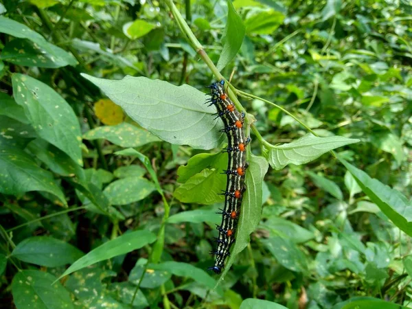 Chenille Exotique Avec Fond Naturel — Photo