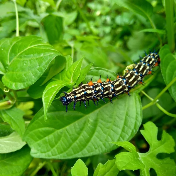Exotic Caterpillar Natural Background — Stock Photo, Image