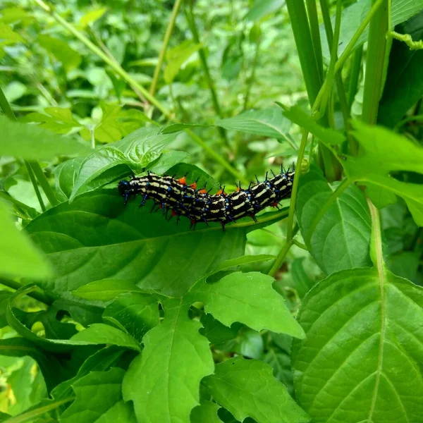 Chenille Exotique Avec Fond Naturel — Photo