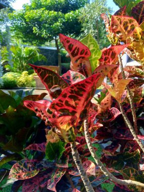 Codiaeum variegatum (Croton, Variegated Laurel, Garden Croton, Orange Jessamine) doğal arka planda bulunur.