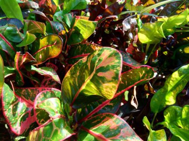 Codiaeum variegatum (Croton, Variegated Laurel, Garden Croton, Orange Jessamine) doğal arka planda bulunur.