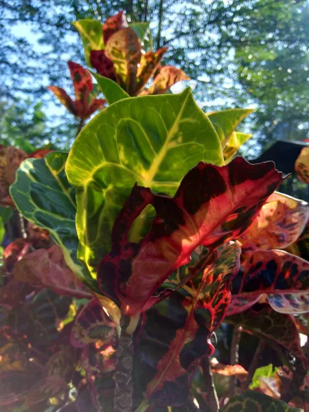 Codiaeum Variegatum Croton Variegated Laurel Garden Croton Orange Jessamine 자연적 — 스톡 사진