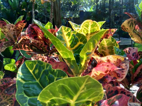 Codiaeum Variegatum Croton Variegated Laurel Garden Croton Orange Jessamine Dengan — Stok Foto