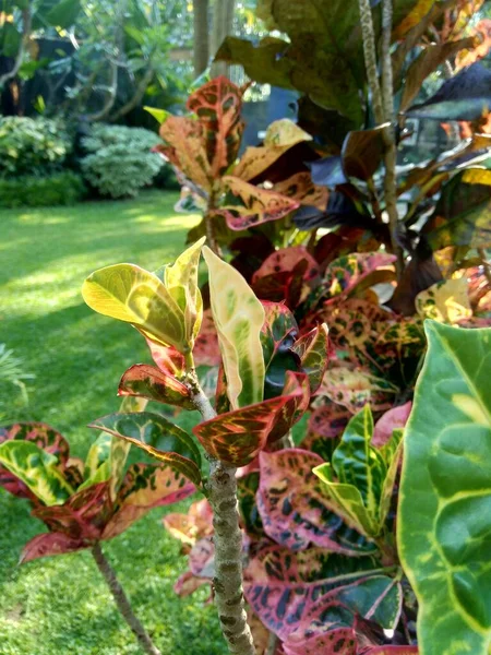 Codiaeum Variegatum Croton Variegated Laurel Garden Croton Orange Jessamine 자연적 — 스톡 사진