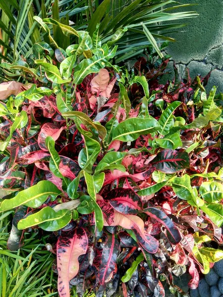 Codiaeum Variegatum Croton Variegated Laurel Garden Croton Orange Jessamine Dengan — Stok Foto
