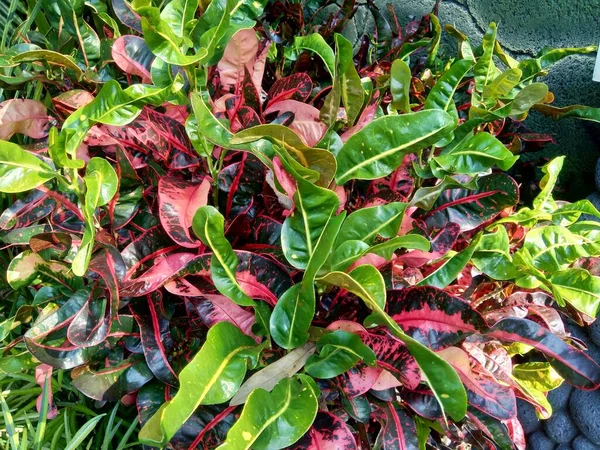 Codiaeum Variegatum Croton Variegated Laurel Garden Croton Orange Jessamine Dengan — Stok Foto