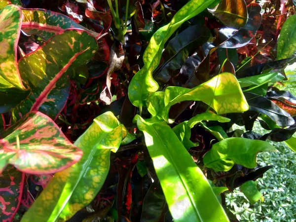 Codiaeum Variegatum Croton Variegated Laurel Garden Croton Orange Jessamine Met — Stockfoto