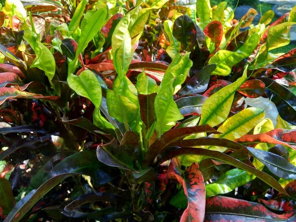 Codiaeum Variegatum Croton Variegated Laurel Garden Croton Orange Jessamine Dengan — Stok Foto