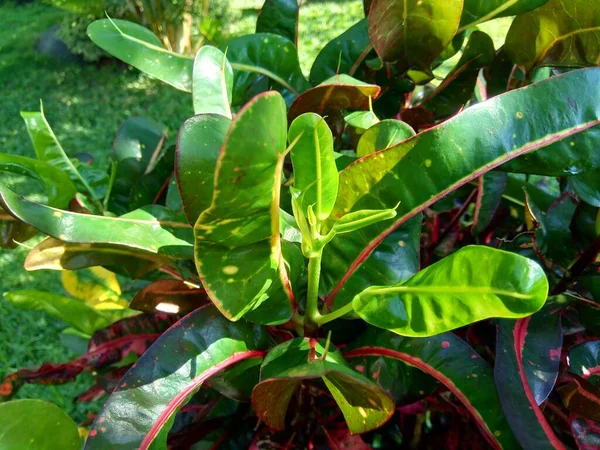 Codiaeum Variegatum Croton Variegated Laurel Garden Croton Orange Jessamine Természetes — Stock Fotó