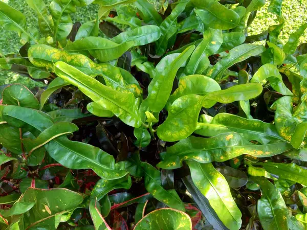 Codiaeum Variegatum Croton Laurel Variado Croton Jardín Jessamina Naranja Con —  Fotos de Stock