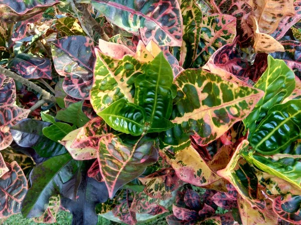 有自然背景的油菜 Croton Variegated Laurel Garden Croton Orange Jessamine — 图库照片