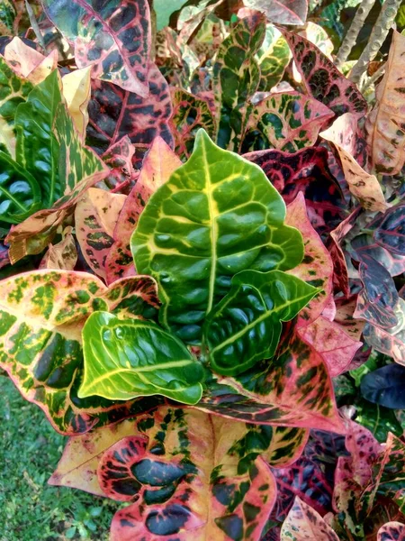 Codiaeum Variegatum Croton Laurel Variado Croton Jardín Jessamina Naranja Con —  Fotos de Stock