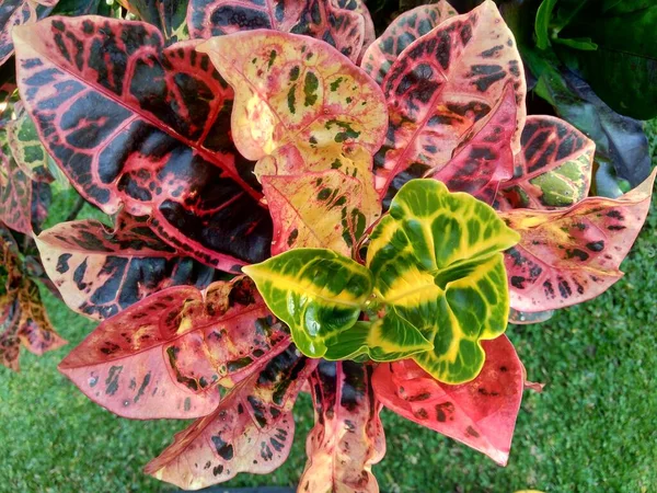 Codiaeum Variegatum Croton Variegated Laurel Garden Croton Orange Jessamine Természetes — Stock Fotó