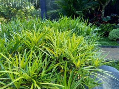 Doğal arka plana sahip Osmoxylon lineare (ararea) çiçeği