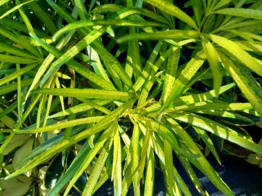 Doğal arka plana sahip Osmoxylon lineare (ararea) çiçeği