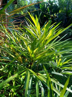 Doğal arka plana sahip Osmoxylon lineare (ararea) çiçeği