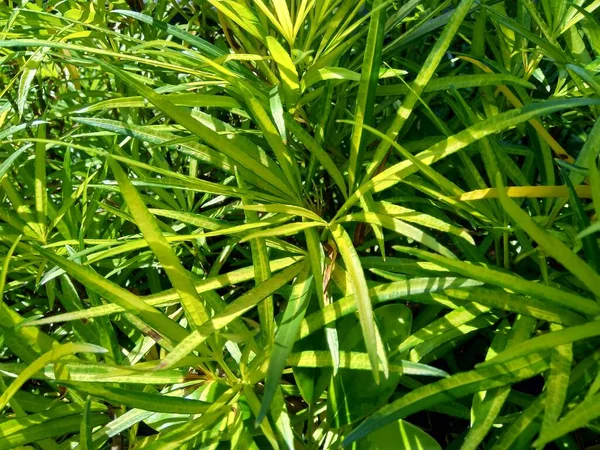 Osmoxylon Lineare Ararea Flower Natural Background — Stock Photo, Image