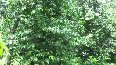 Gnetum gnemon (melinjo, belinjo, kuliat, culiat, bago, bigo, padi yulaf, çeltik yulafı) doğal arka planı olan ağaç.