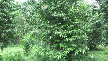 Gnetum gnemon (melinjo, belinjo, kuliat, culiat, bago, bigo, padi yulaf, çeltik yulafı) doğal arka planı olan ağaç.