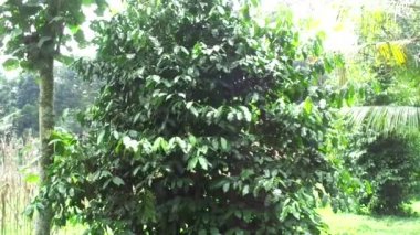 Gnetum gnemon (melinjo, belinjo, kuliat, culiat, bago, bigo, padi yulaf, çeltik yulafı) doğal arka planı olan ağaç.