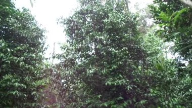 Gnetum gnemon (melinjo, belinjo, kuliat, culiat, bago, bigo, padi yulaf, çeltik yulafı) doğal arka planı olan ağaç.