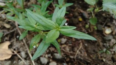 Doğada Hedyotis corymbosa.