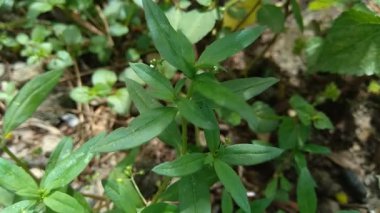 Doğada Hedyotis corymbosa.